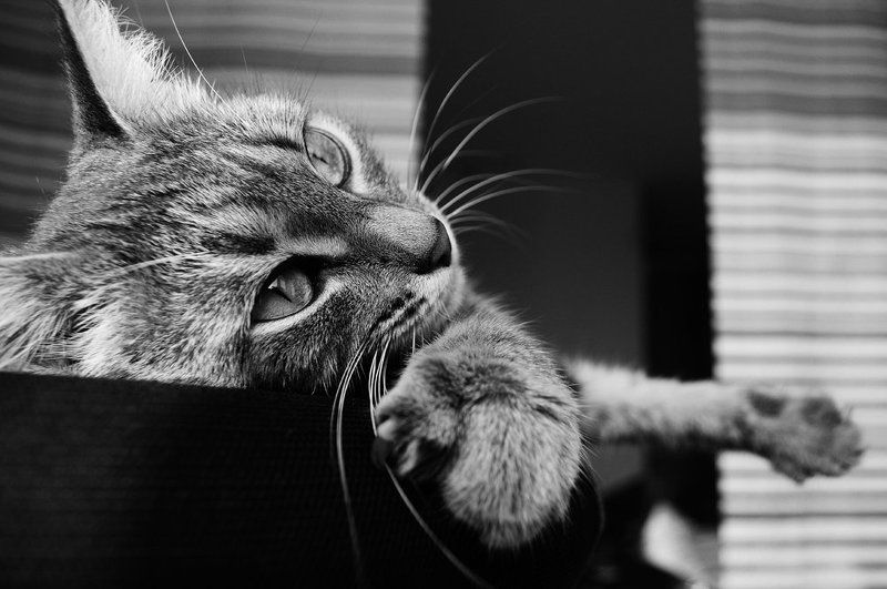 Bu-Bu фото превью