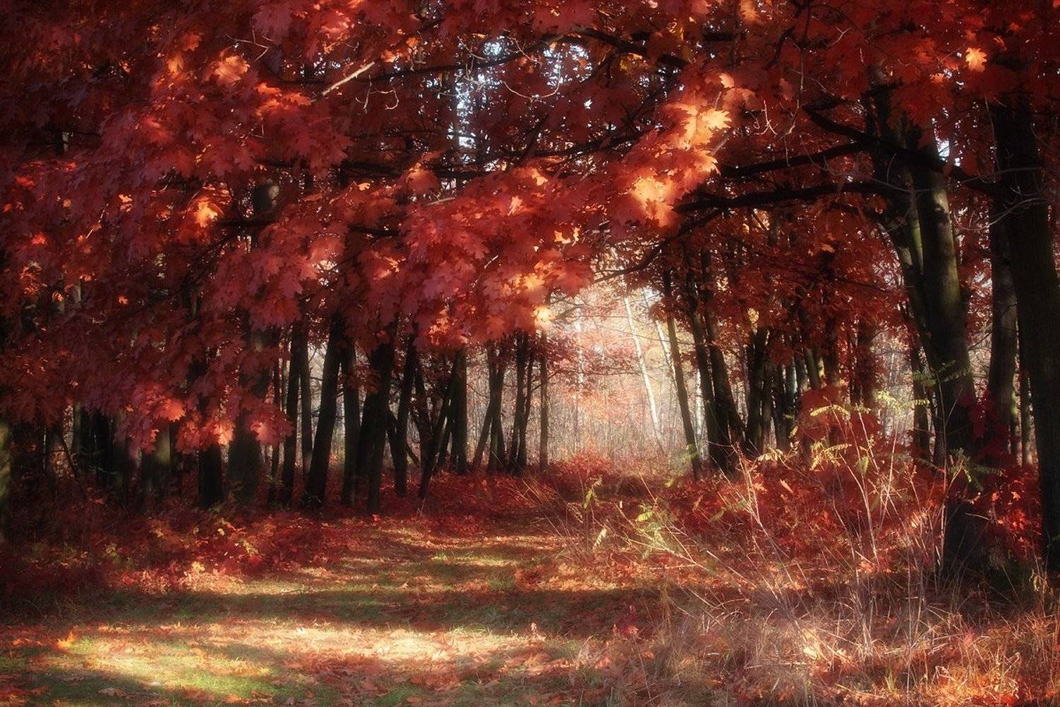 , Роман Николаев