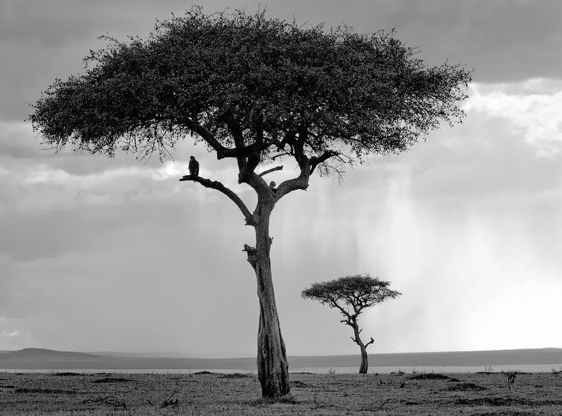 саванна, африка, кения, масаи мара Саванна фото превью