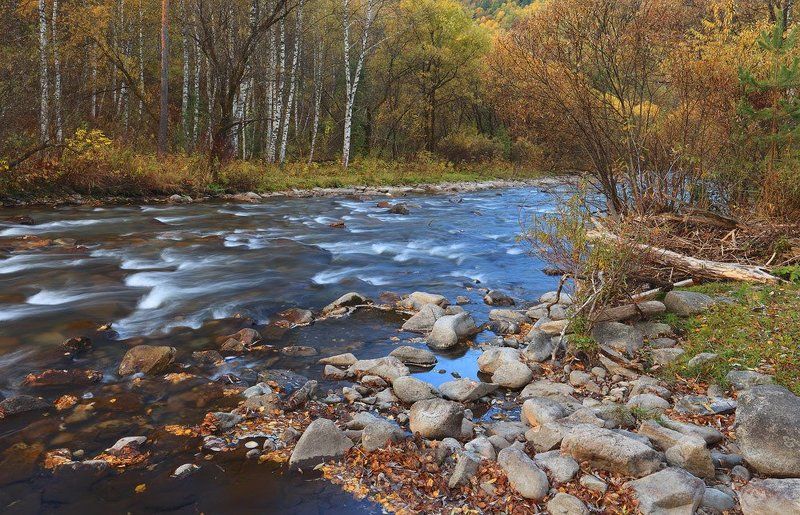 природа, пейзаж, осень, лес, река, алтай Шорох осенних листьев фото превью