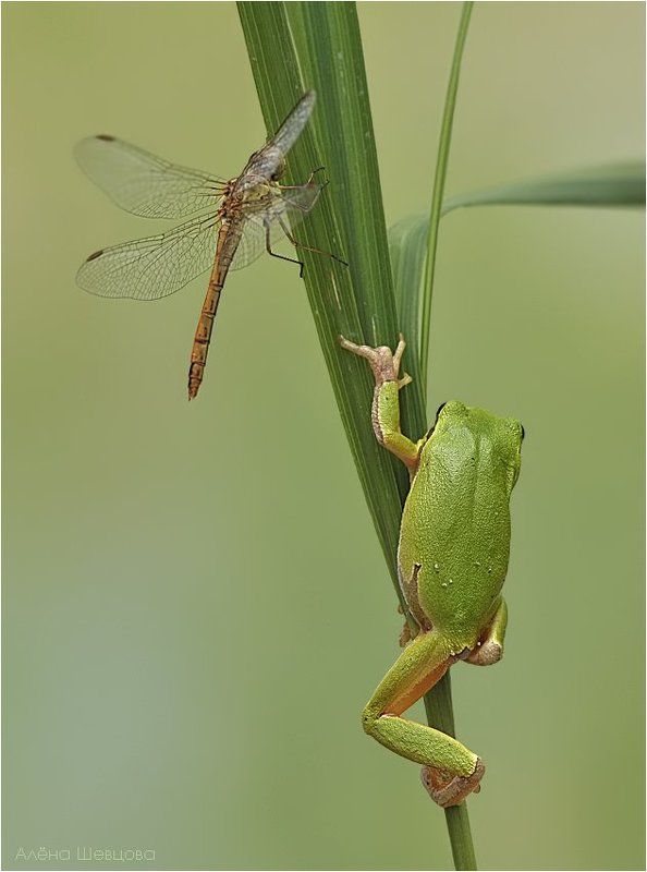 В засаде фото превью