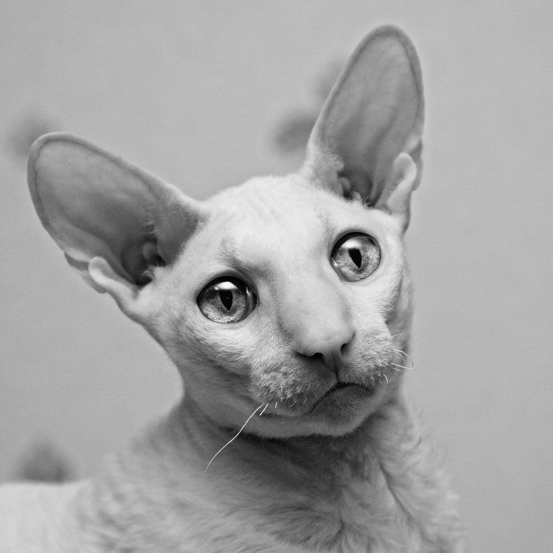 Люцифер фото превью