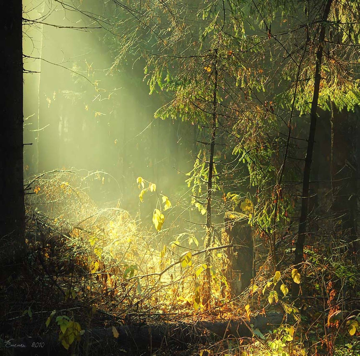 лес, природа, волшебство, етти