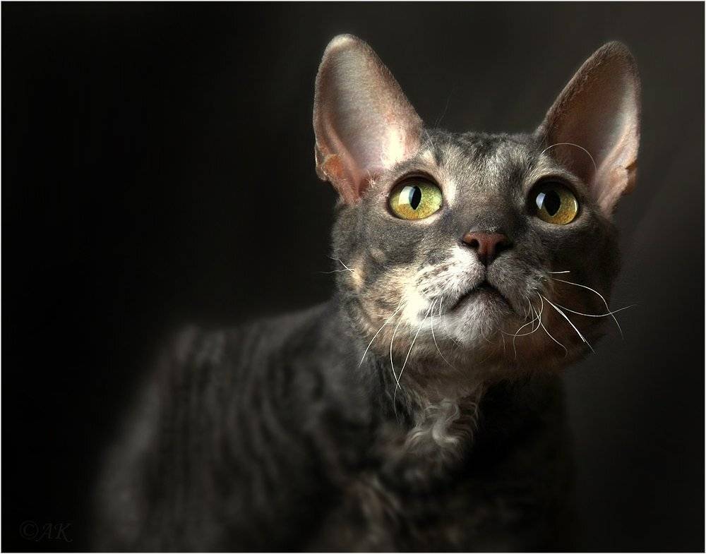 кот, студия, глазищи, kisandr