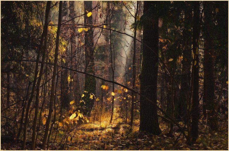 свет, осенний лес, луч света про свет фото превью