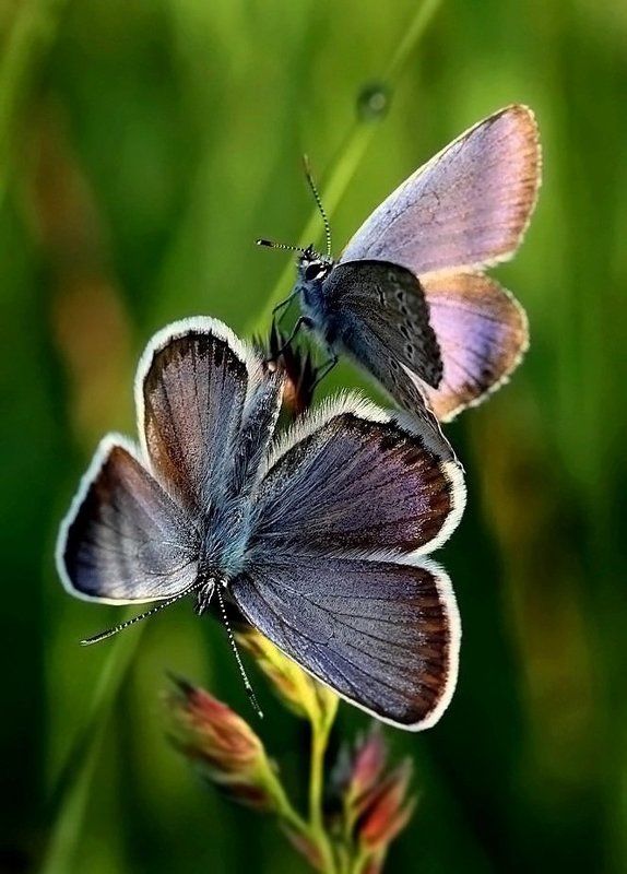 Размолвка фото превью