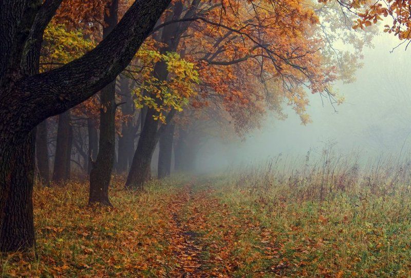 Morning in the Fog фото превью