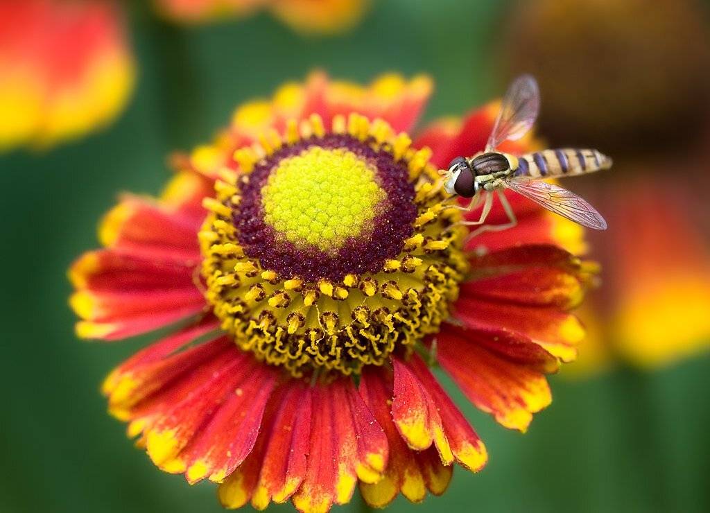 мушка, и, цветок, Alena