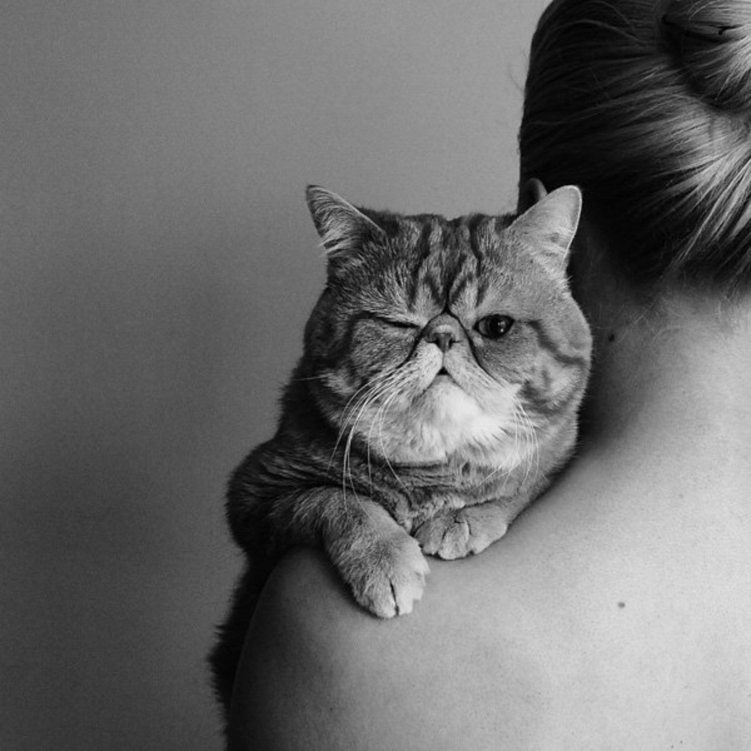 cat, girl, девушка, портрет, кот, Elena