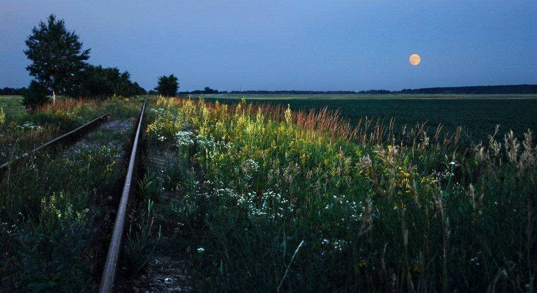 козлов артур, вечер, луна, поле, цветы, Kozlov Artur