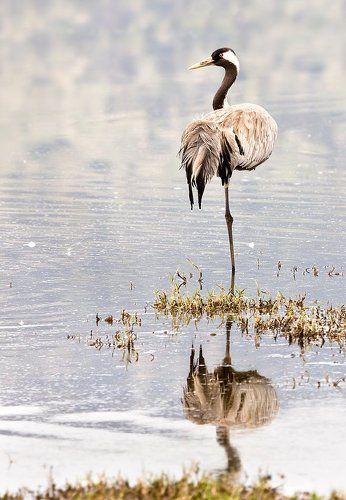 про одинокий вопросительный знак....