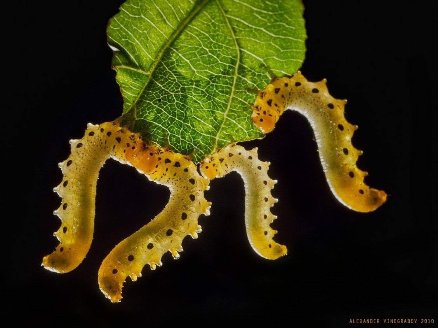 , Александр Виноградов