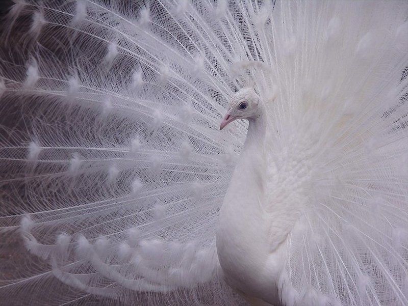 *** фото превью