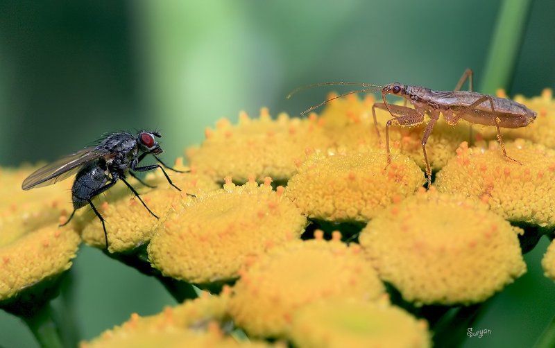 лето, цветок, клоп, и, мушка Мне сейчас Оса сказала, что уже похолодало... фото превью