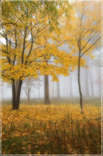 Туманный променад