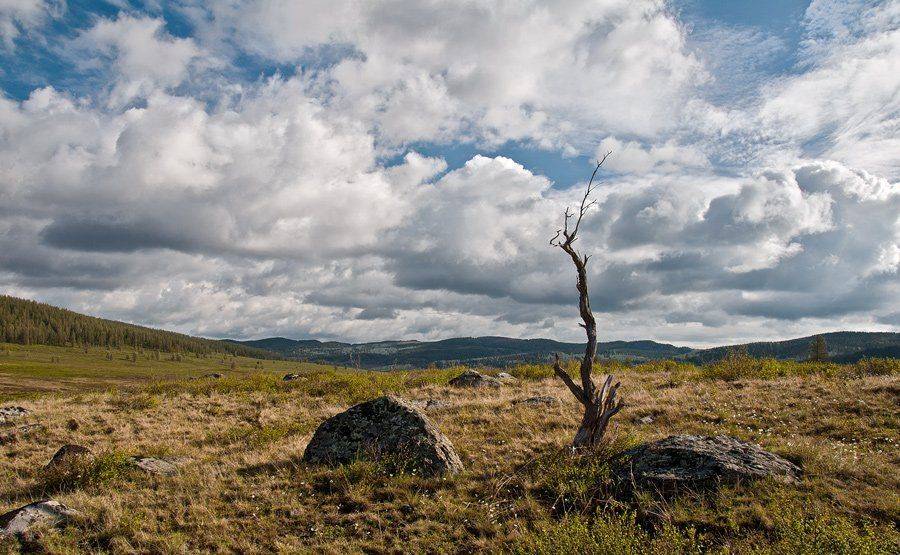 алтай, облака, поле, дерево, GunterV