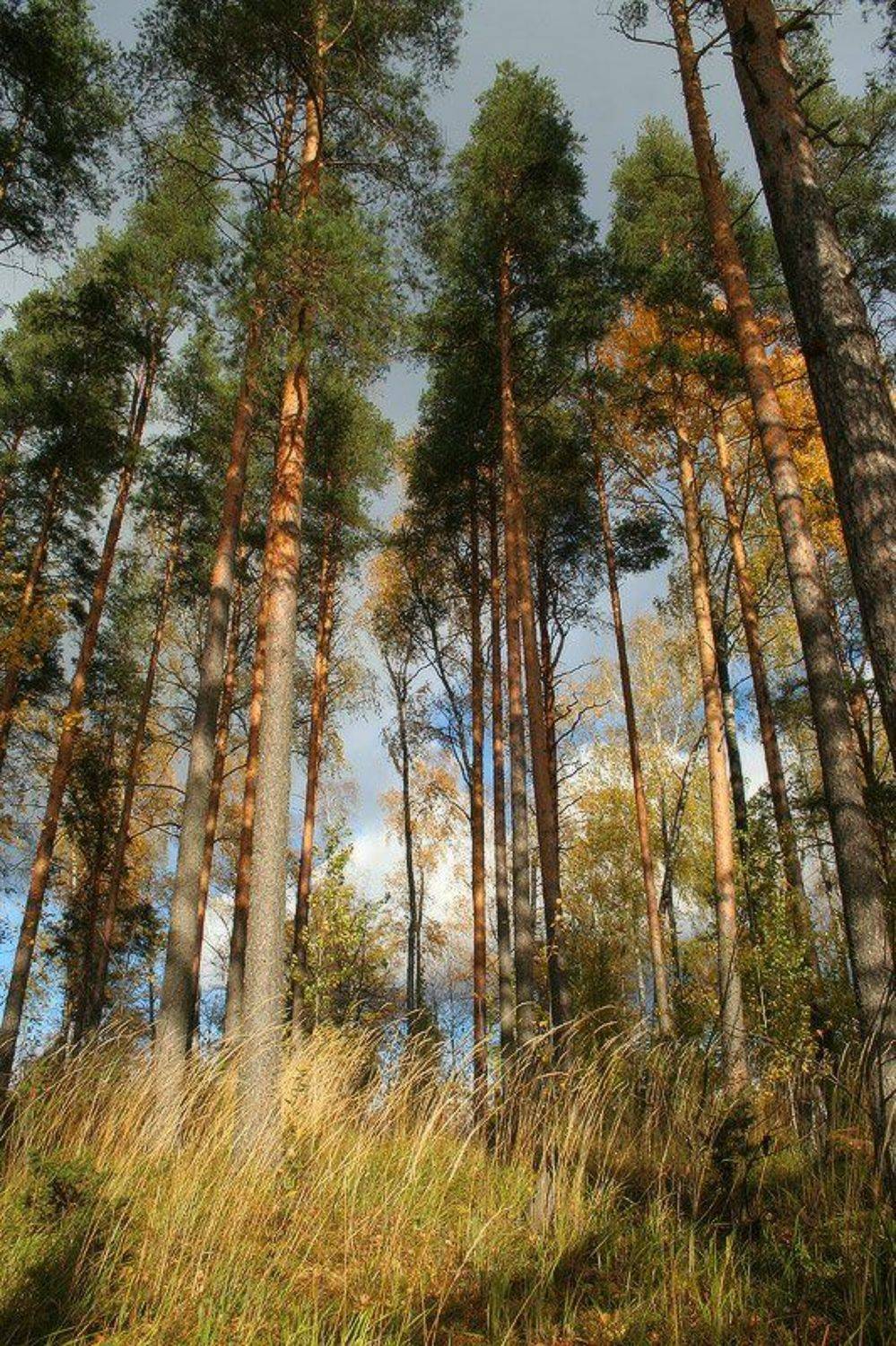 , Viktor Kalechenkov