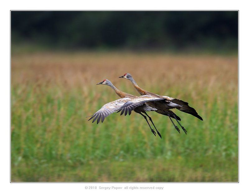 птицы, журавли, аляска, отношения Пара... фото превью