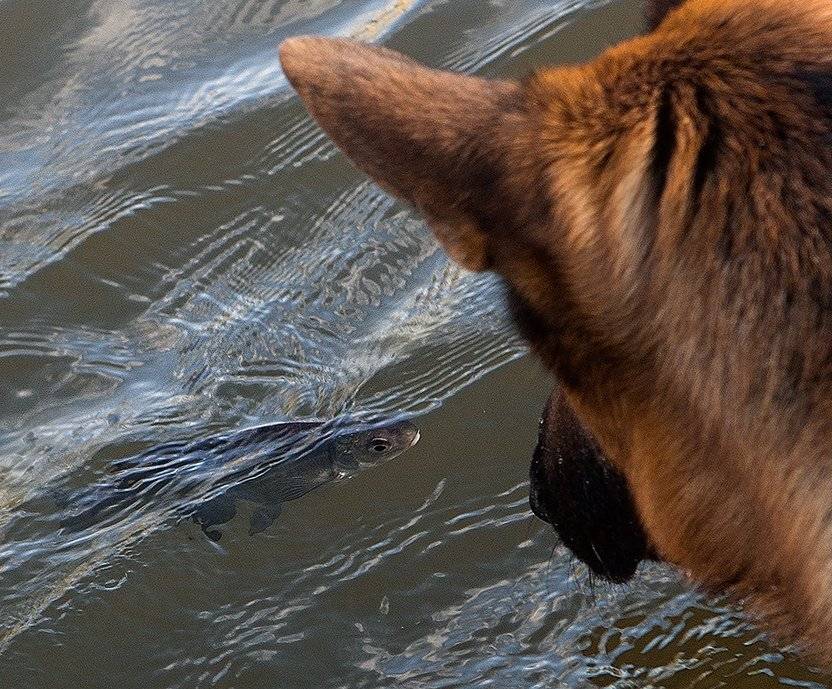 , игорь перфильев
