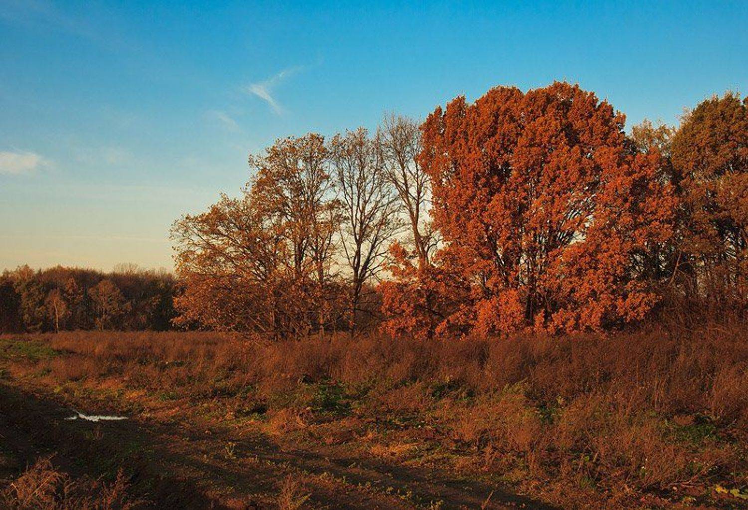 осень,подмосковье,рыжая, Gorshkov Igor_Feanorus