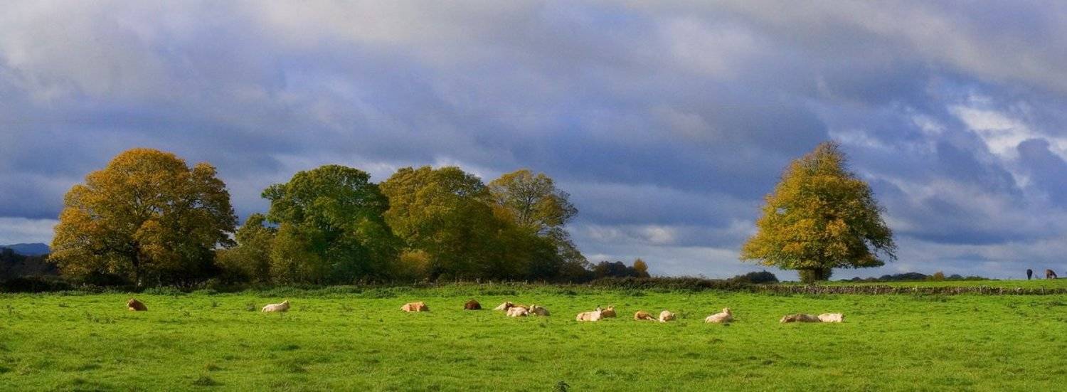 пастораль, корова, ирландия, Екатерина Богданова