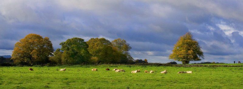 пастораль, корова, ирландия Пастораль фото превью