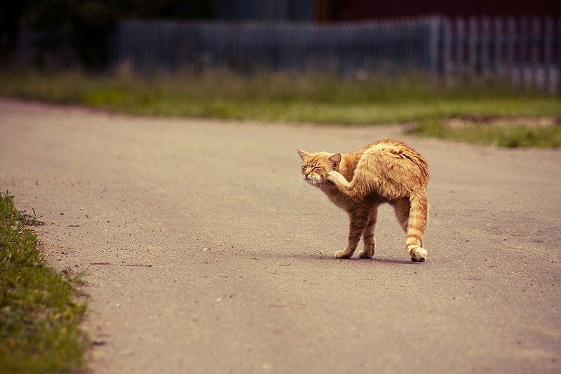 кот *** фото превью