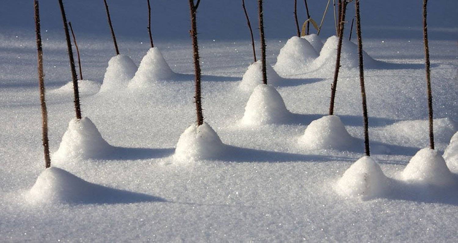 , Николай Гынгазов