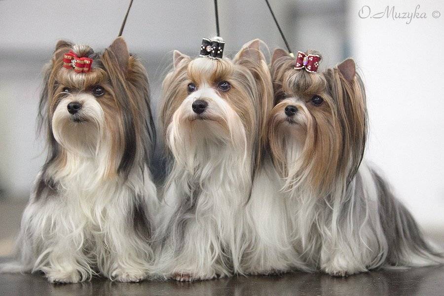 , Оксана Музыка