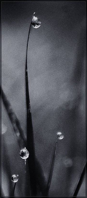 , Лана Тополева