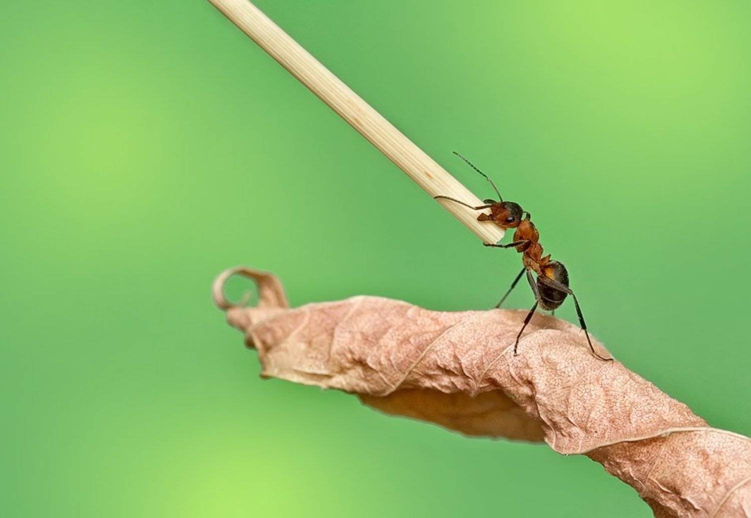 макро, природа, насекомые, муравей, Sokolova Tatiana