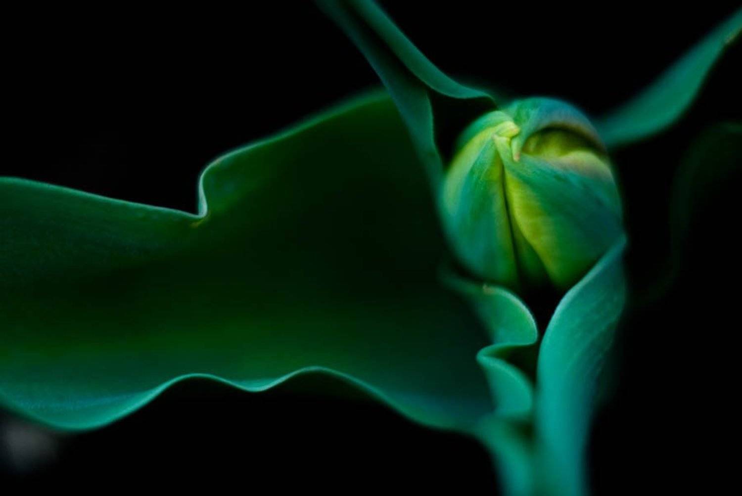 тюльпан, макро, геометрия, Ekaterina Weber