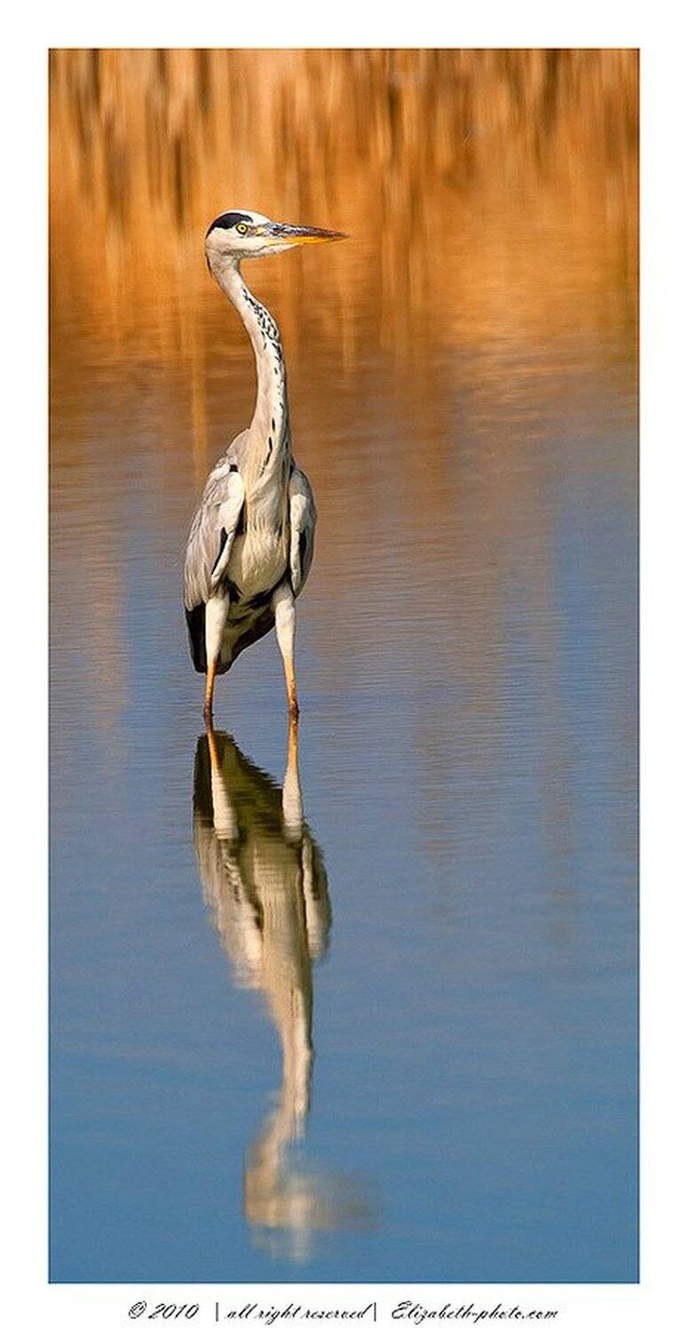 серая, цапля, grey, heron, израиль, Elizabeth Etkind