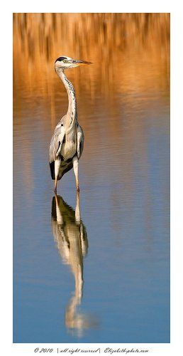 Серая цапля - Grey Heron