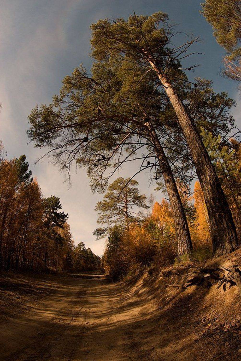 сосны, лиственницы, тайга, лес, осень, rizhickh