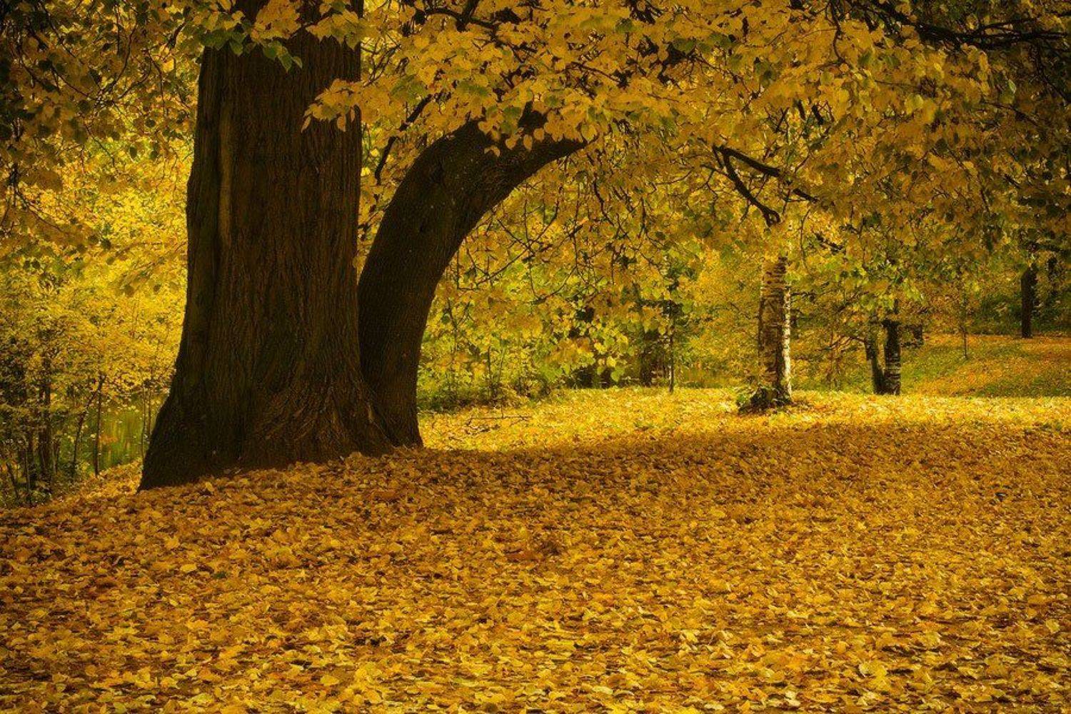 , Viktor Kalechenkov