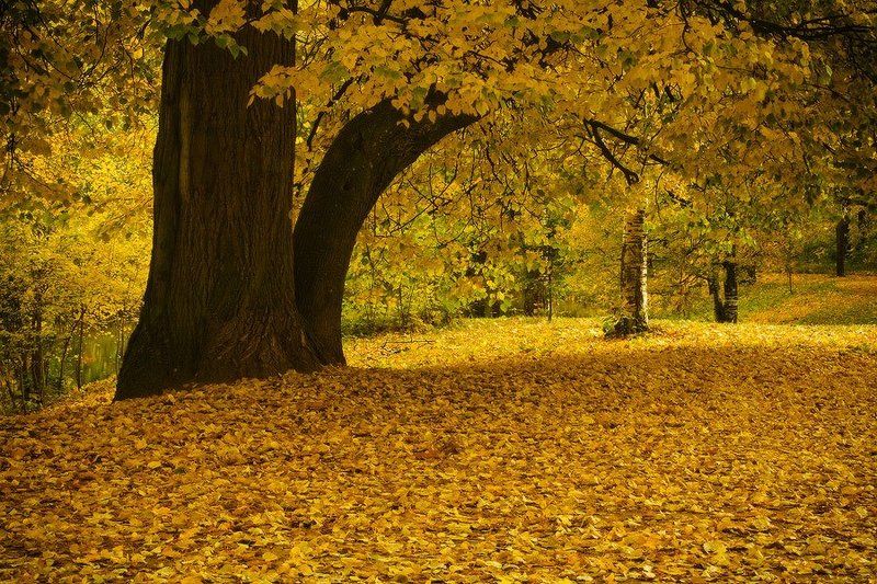Осенняя аллея фото превью