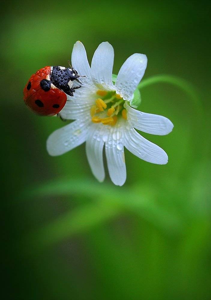 весна, утро, роса, коровка, цветок, Петриченко Валерий