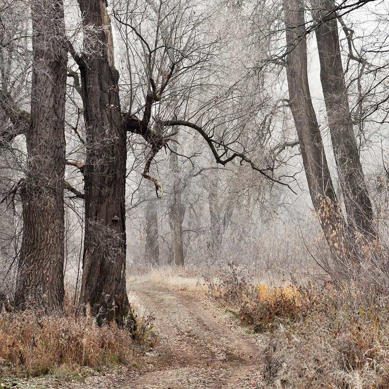осень,, заморозки, туман, ноябрь  фото превью