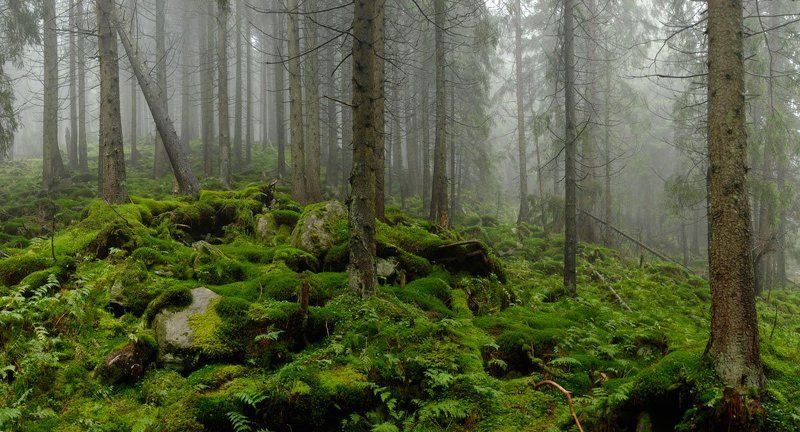 царство мха фото превью