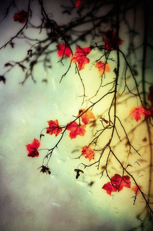 Autumn фото превью