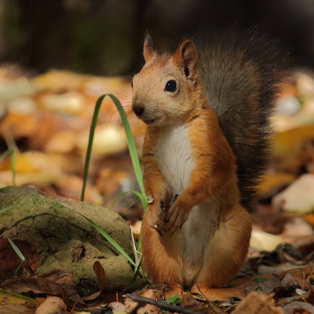 белка,природа,флора,фауна, Дмитрий Алексеев