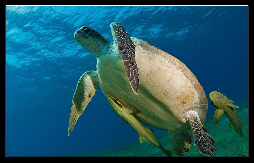 черепаха, Дмитрий