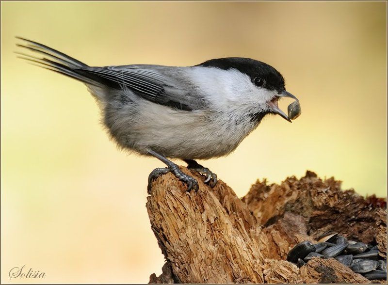 птицы, природа, пухляк, буроголовая гаичка,  parus montanus Пухляк фото превью