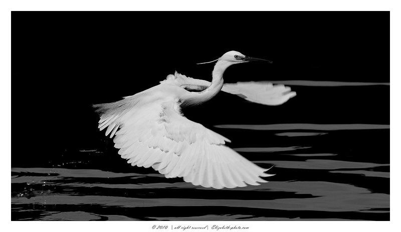 малая, белая, цапля, egretta, garzetta, израиль Little Egret фото превью