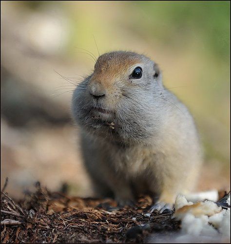 Познакомимся? Я - суслик, дикий, но очень обаятельный...