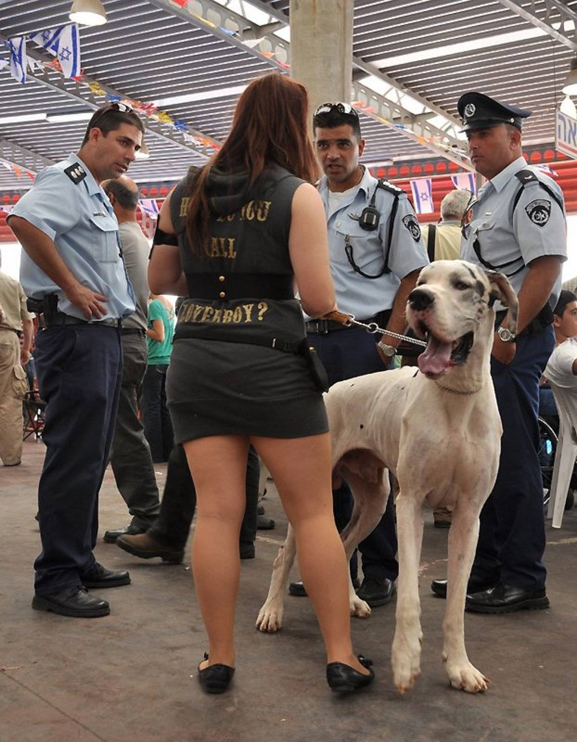 дог, борис ташлицкий