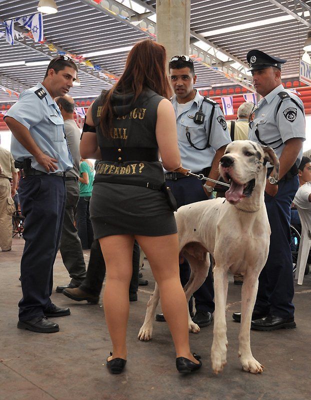 дог где ваш намордник,девушка!? фото превью