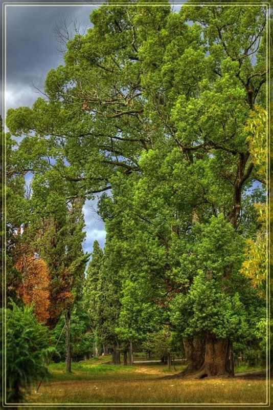 в парке фото превью