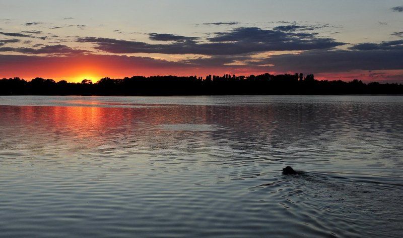 закат, река, днепр, собака, облака На закате.. фото превью